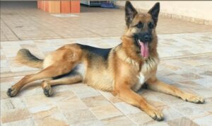 Tudo Sobre o Pastor Alemão: O Cão de Trabalho Versátil