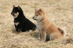Shiba Inu