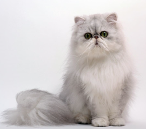 Asian Semi-longhair