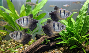 Guia Completo: Como Criar o Tetra Preto