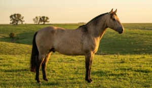 O Cavalo Crioulo: Força e Tradição do Pampa